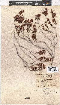 Erica tenella var. tenella image