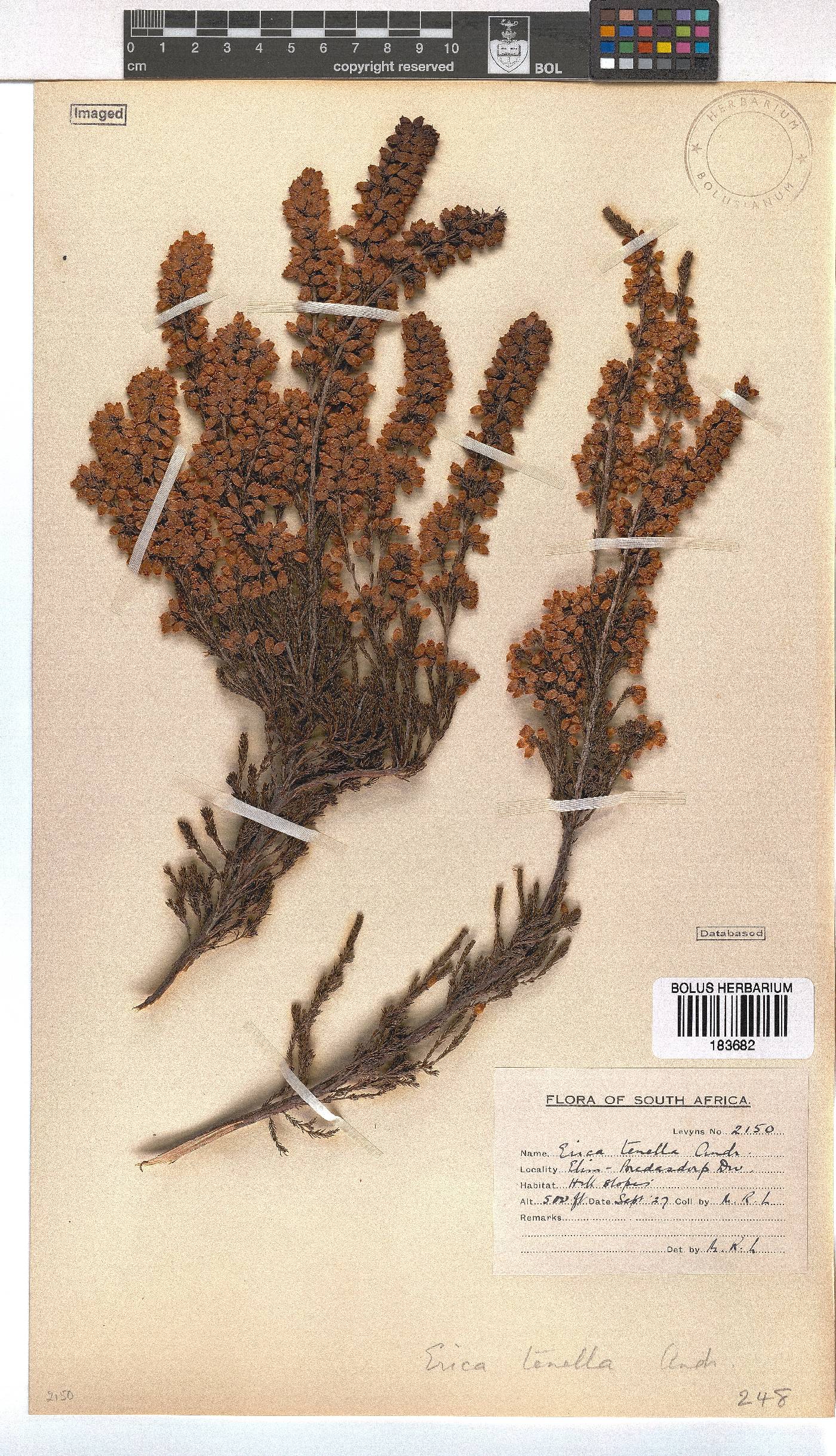 Erica tenella var. tenella image