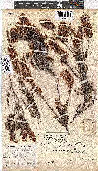 Erica tenella var. tenella image