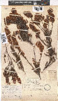 Erica tenella var. tenella image