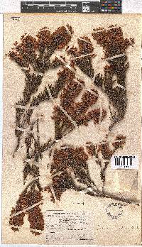 Erica tenella var. tenella image