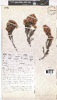 Erica tenella var. tenella image