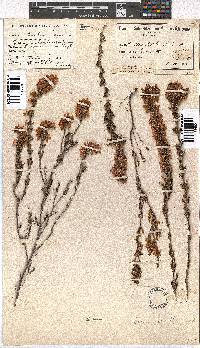 Erica tenella var. tenella image