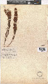 Erica tenella var. tenella image