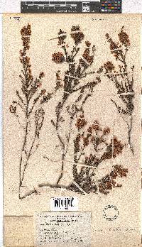 Erica tenella var. tenella image