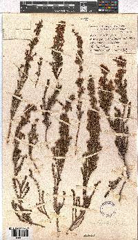 Erica tenella var. tenella image