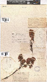 Erica tenella var. tenella image