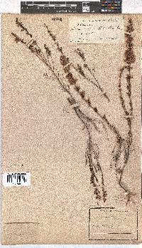 Erica tenella var. tenella image