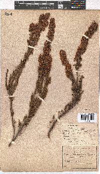 Erica tenella var. tenella image