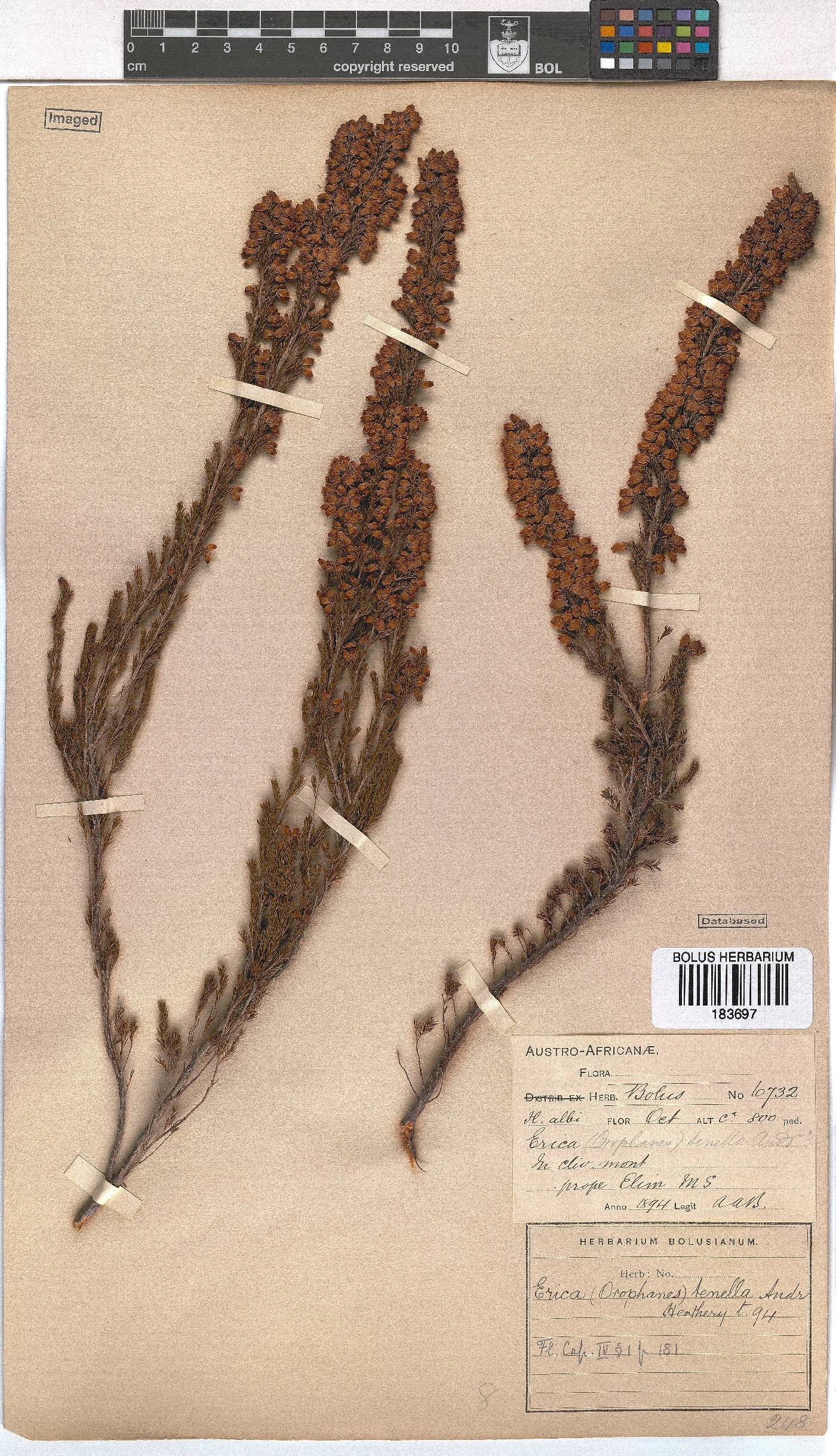 Erica tenella var. tenella image