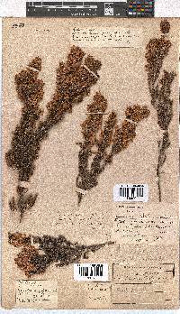 Erica tenella var. tenella image