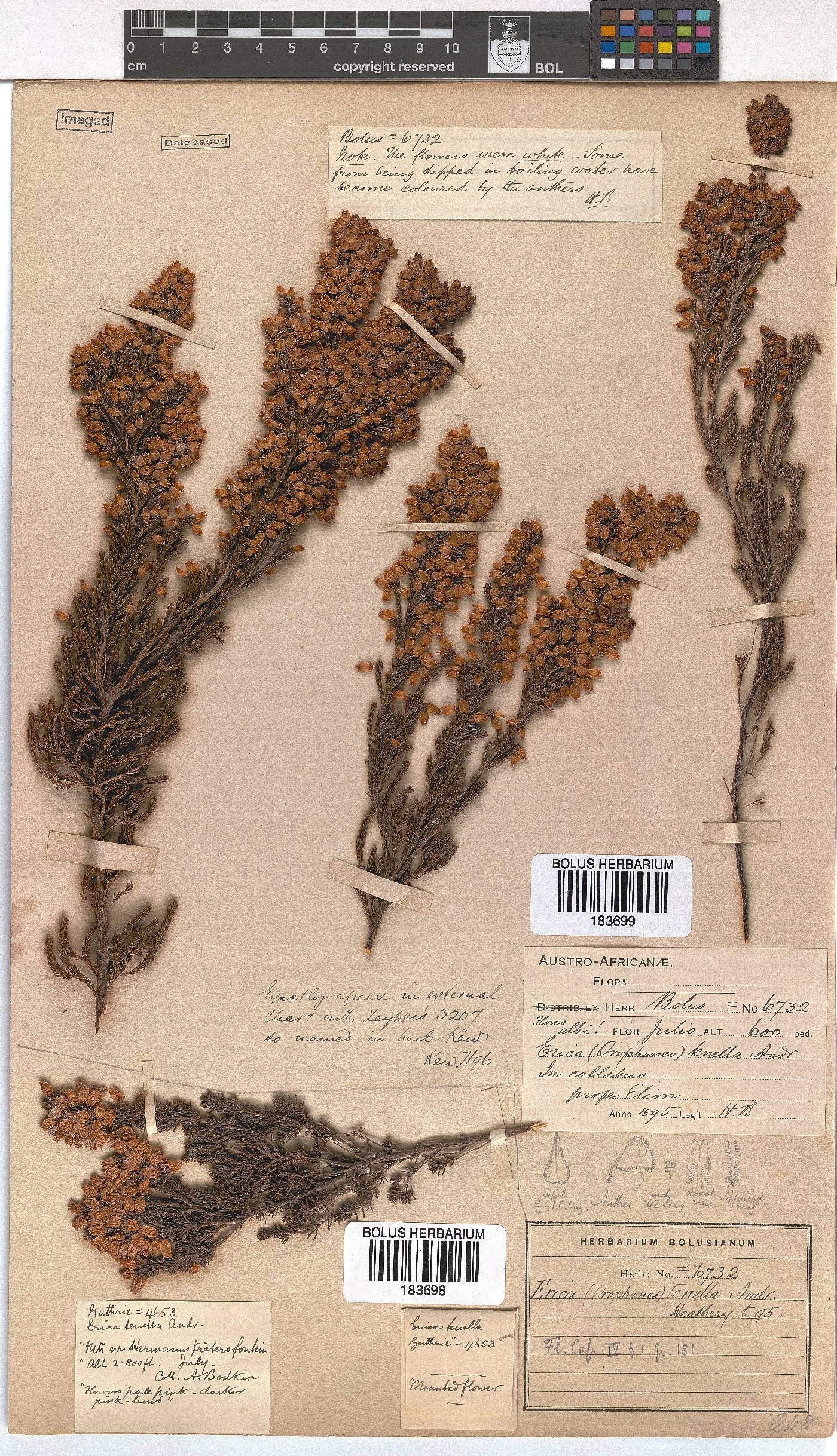 Erica tenella var. tenella image