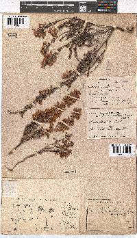 Erica tenella var. tenella image