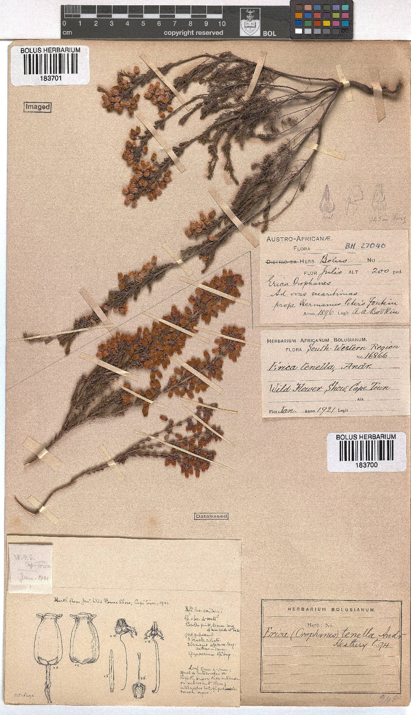 Erica tenella var. tenella image