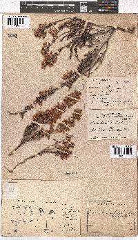 Erica tenella var. tenella image