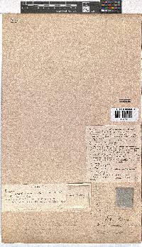 Erica tenella var. tenella image