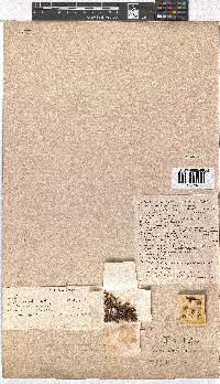 Erica tenella var. tenella image