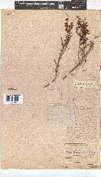 Erica tenella var. tenella image