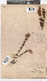 Erica tenella var. tenella image