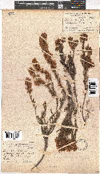 Erica tenella var. tenella image