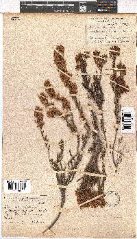 Erica tenella var. tenella image