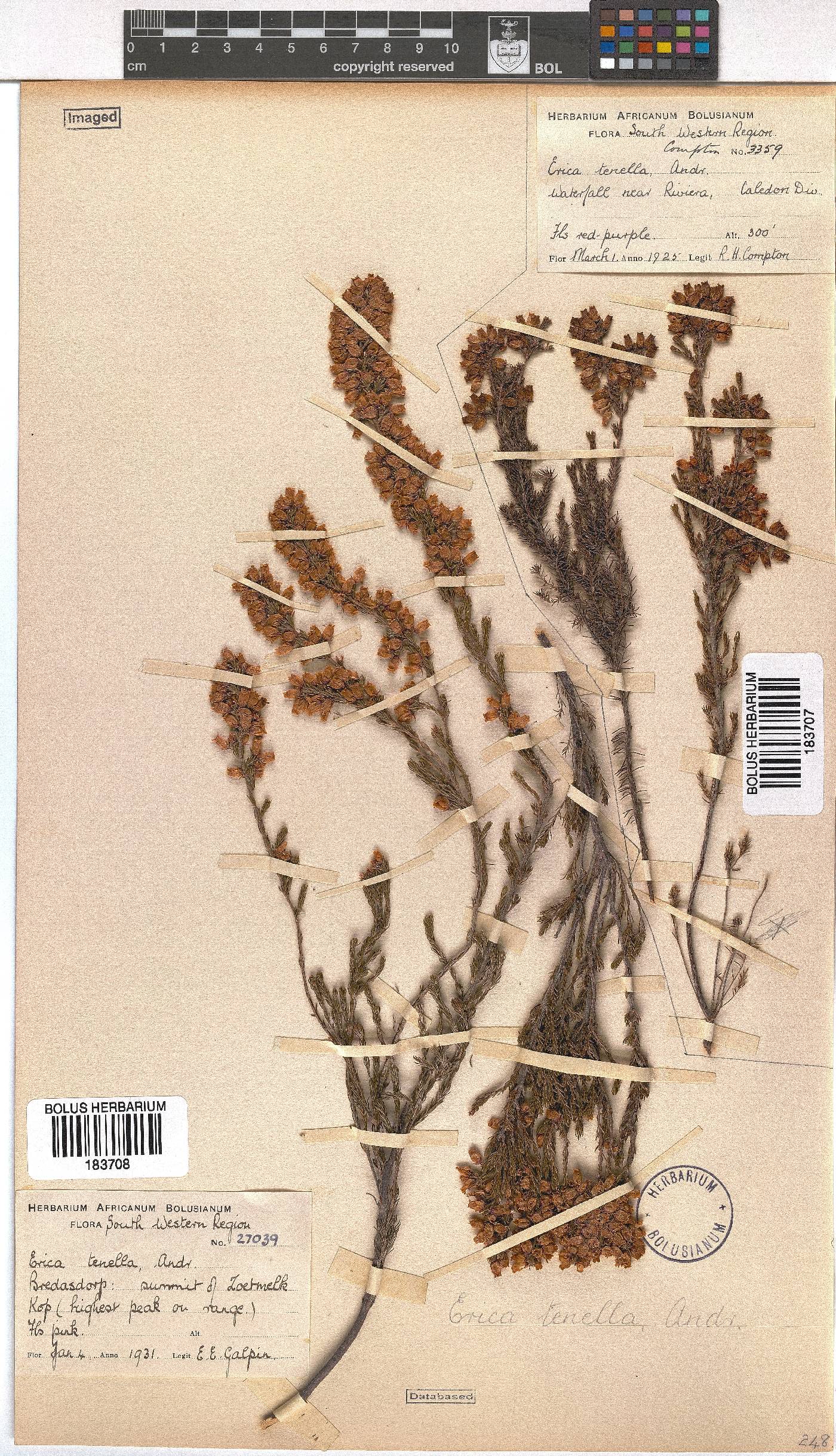 Erica tenella var. tenella image