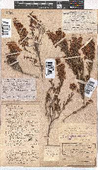 Erica tenella var. tenella image