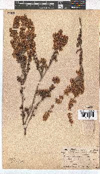 Erica tenella var. tenella image