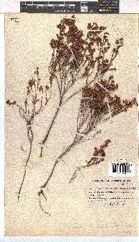 Erica chionophila image