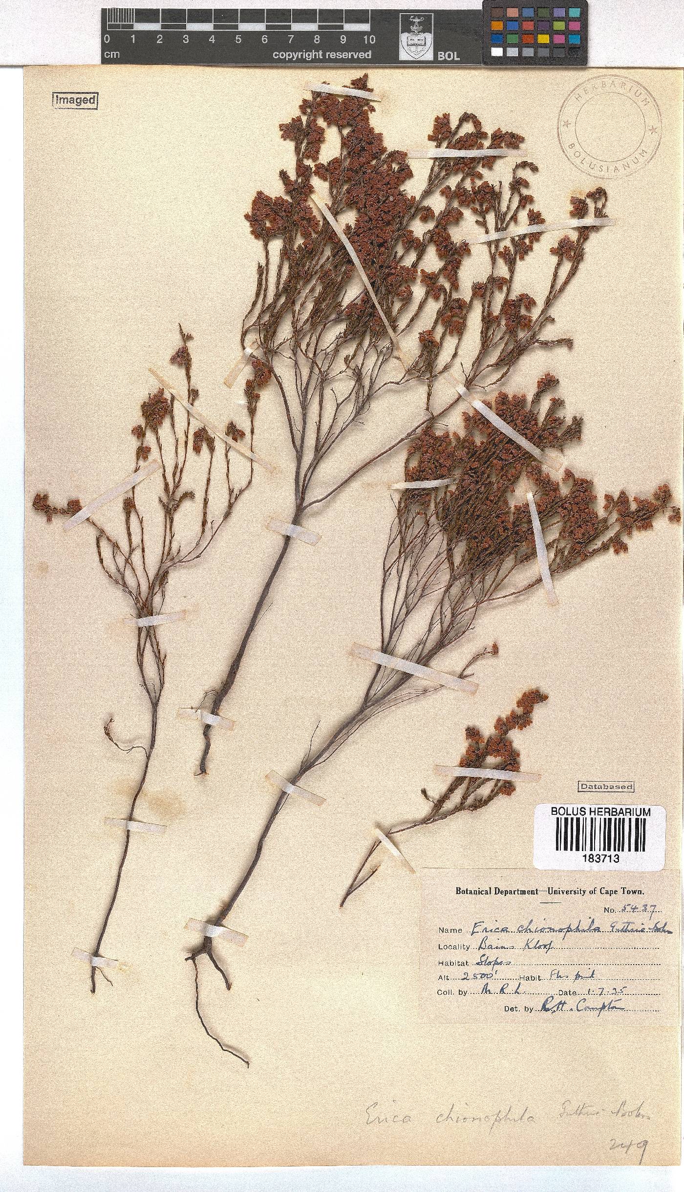 Erica chionophila image