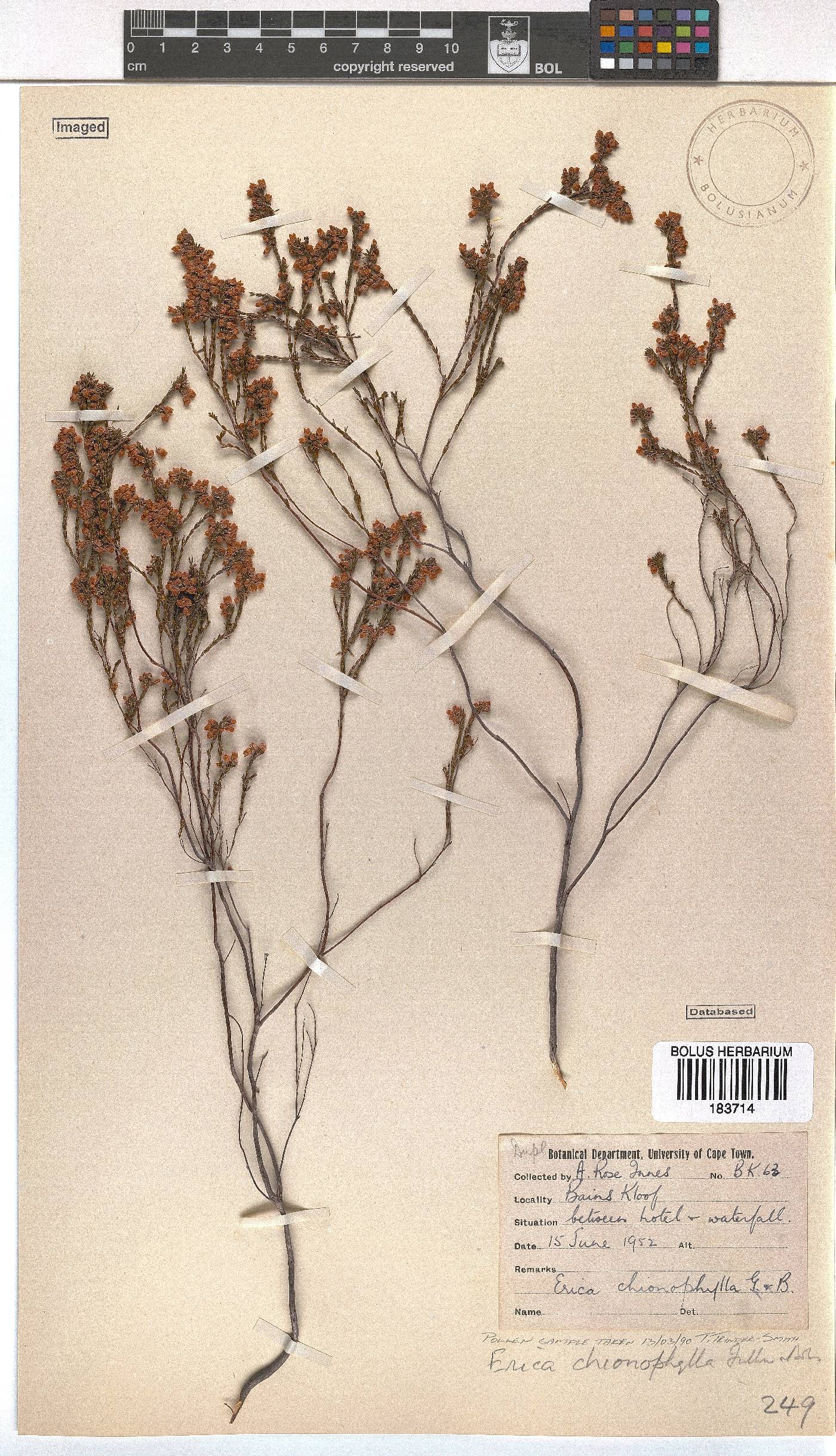 Erica chionophila image