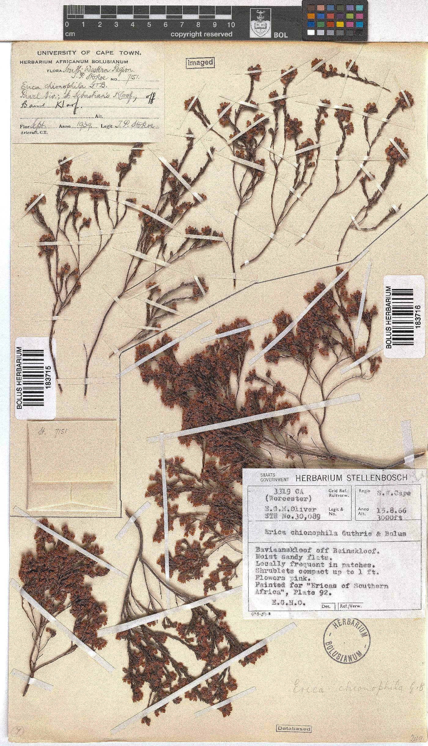 Erica chionophila image