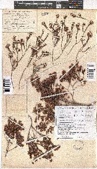 Erica chionophila image