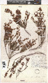 Erica chionophila image