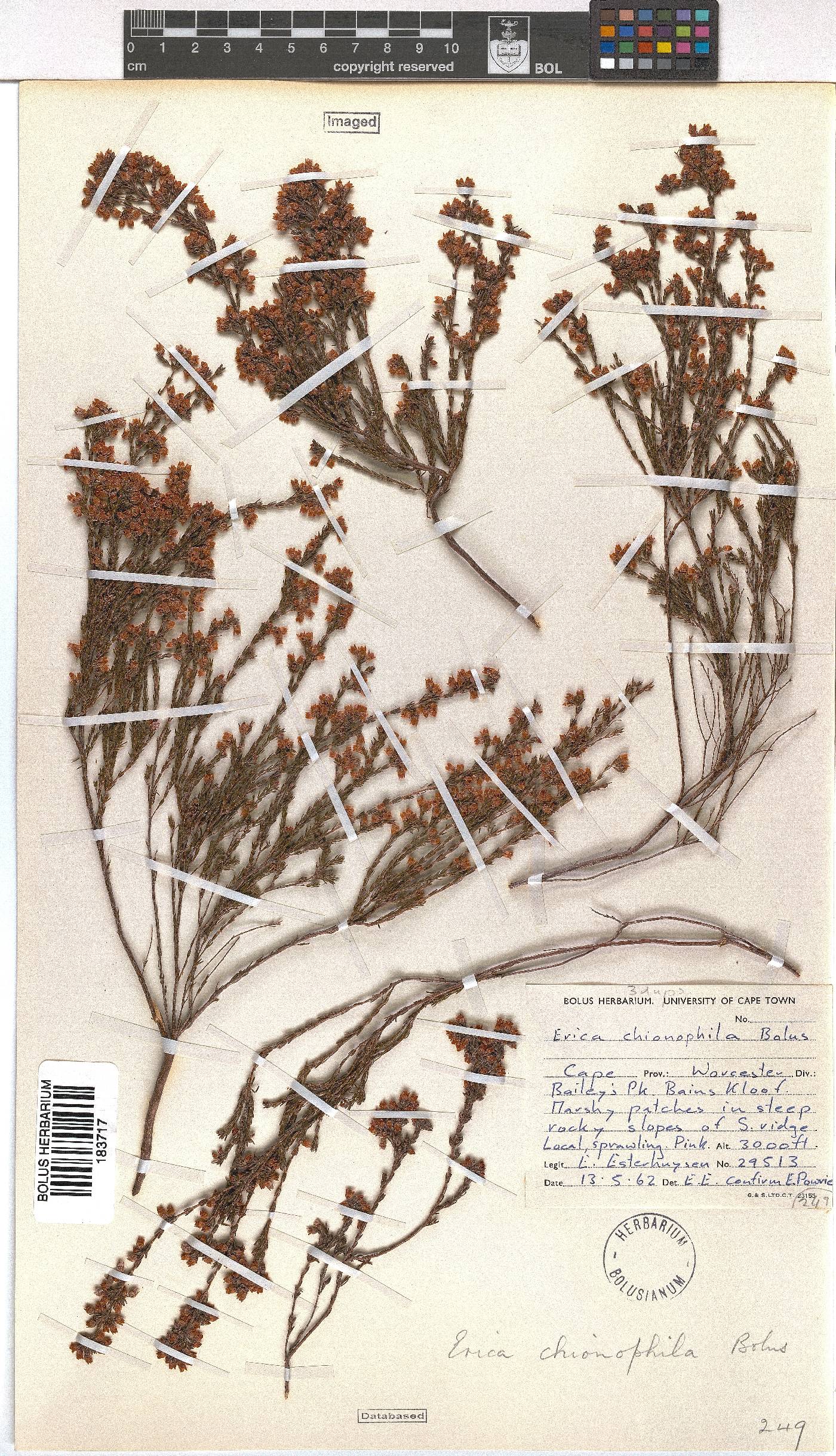 Erica chionophila image