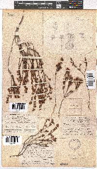 Erica chionophila image