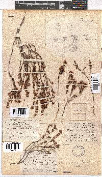 Erica chionophila image