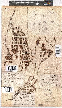 Erica chionophila image