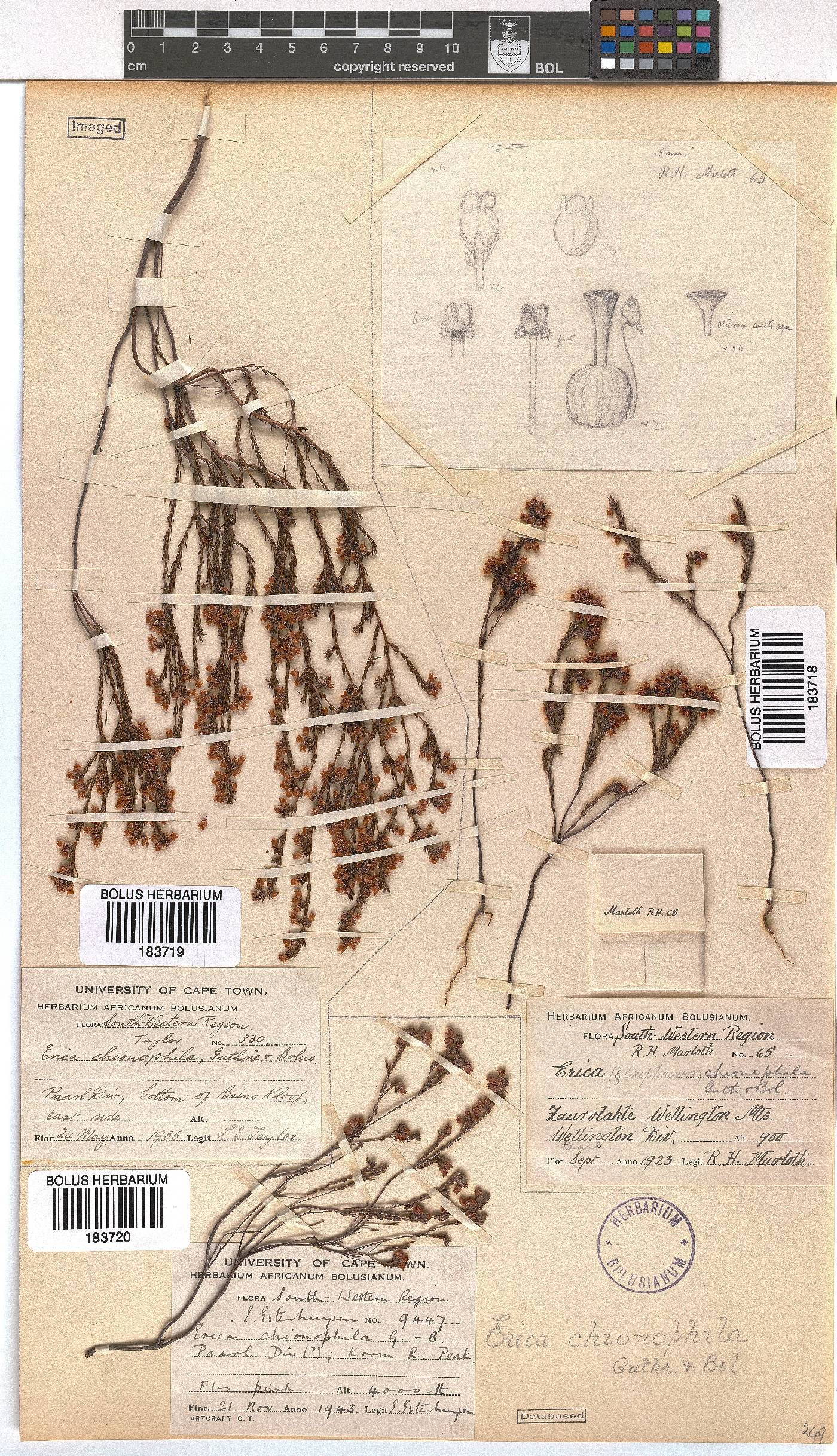 Erica chionophila image