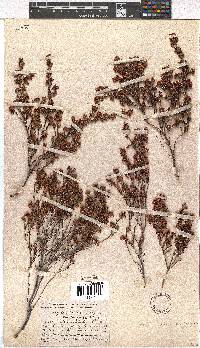 Erica chionophila image