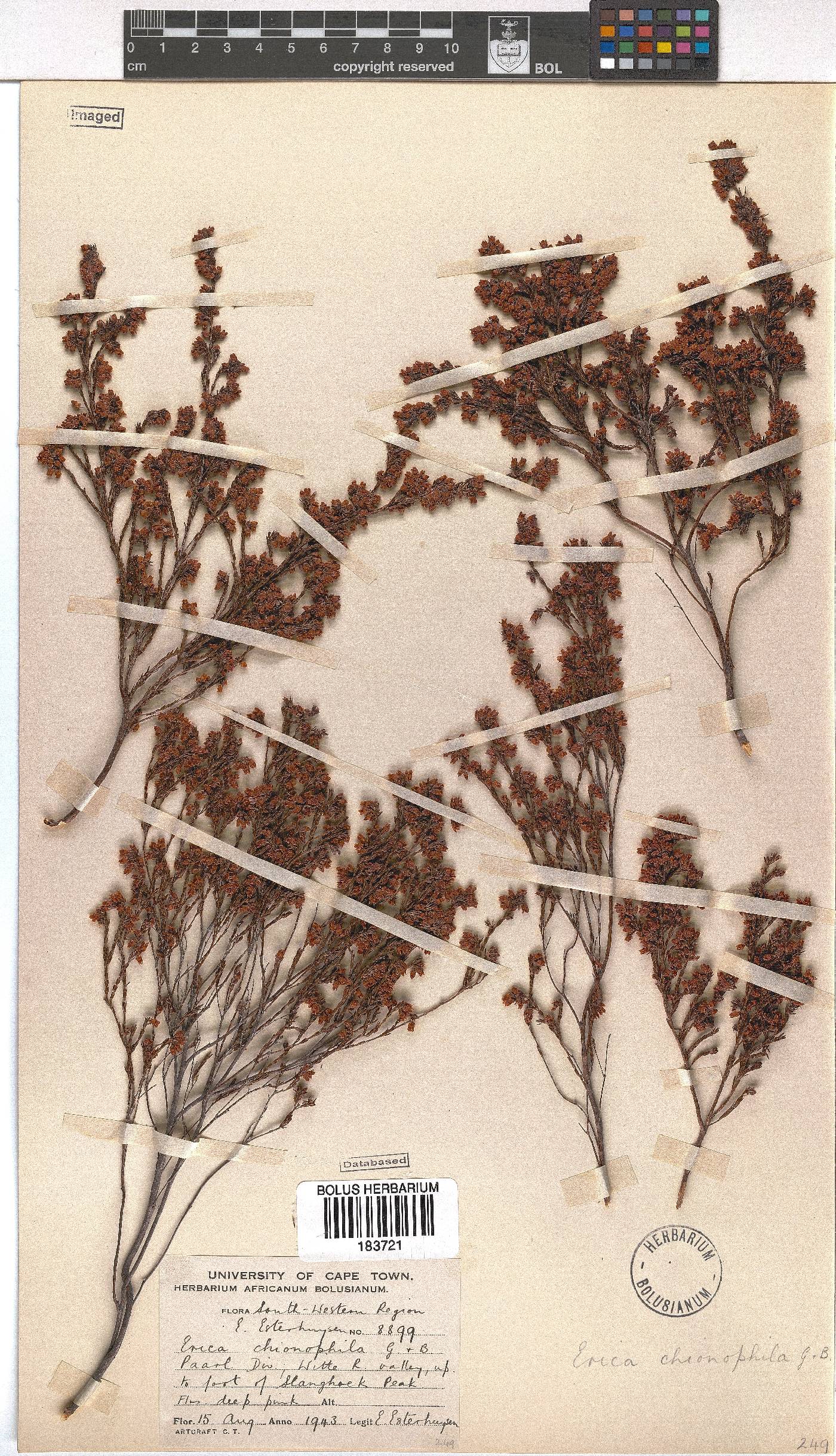 Erica chionophila image