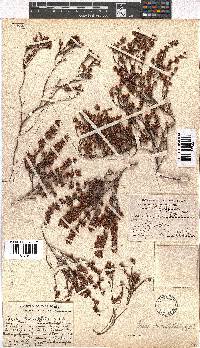 Erica chionophila image