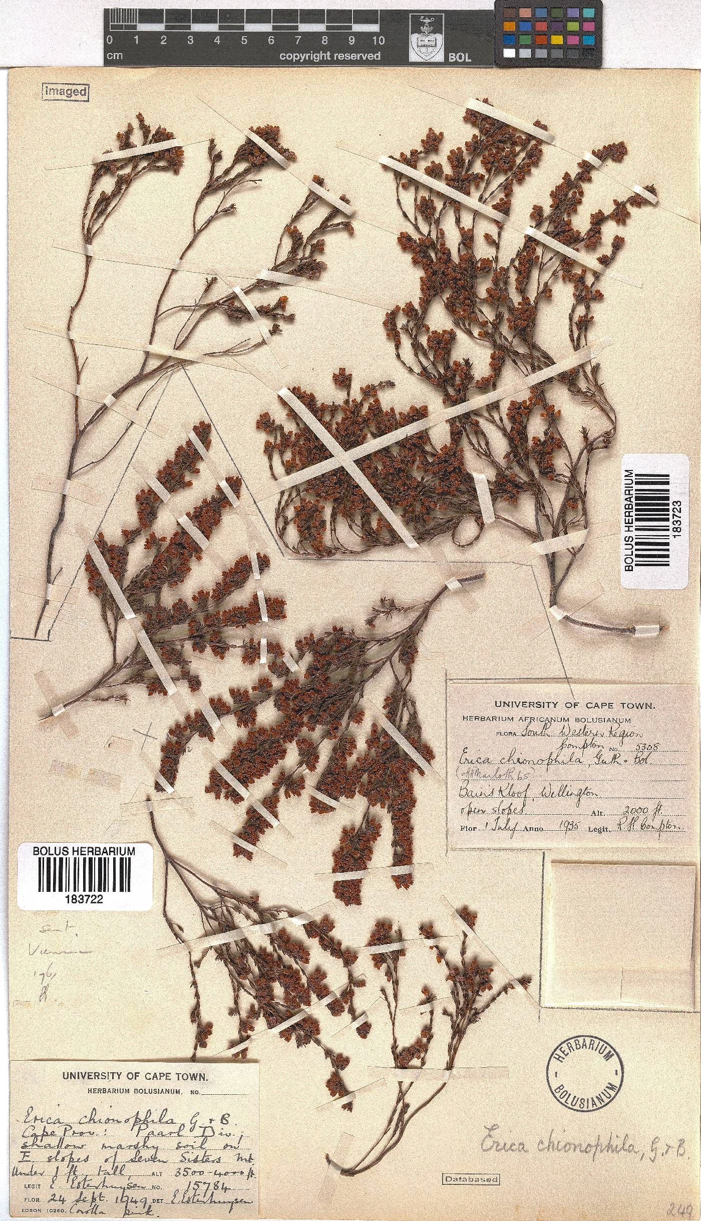 Erica chionophila image