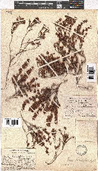 Erica chionophila image