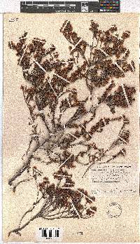 Erica chionophila image