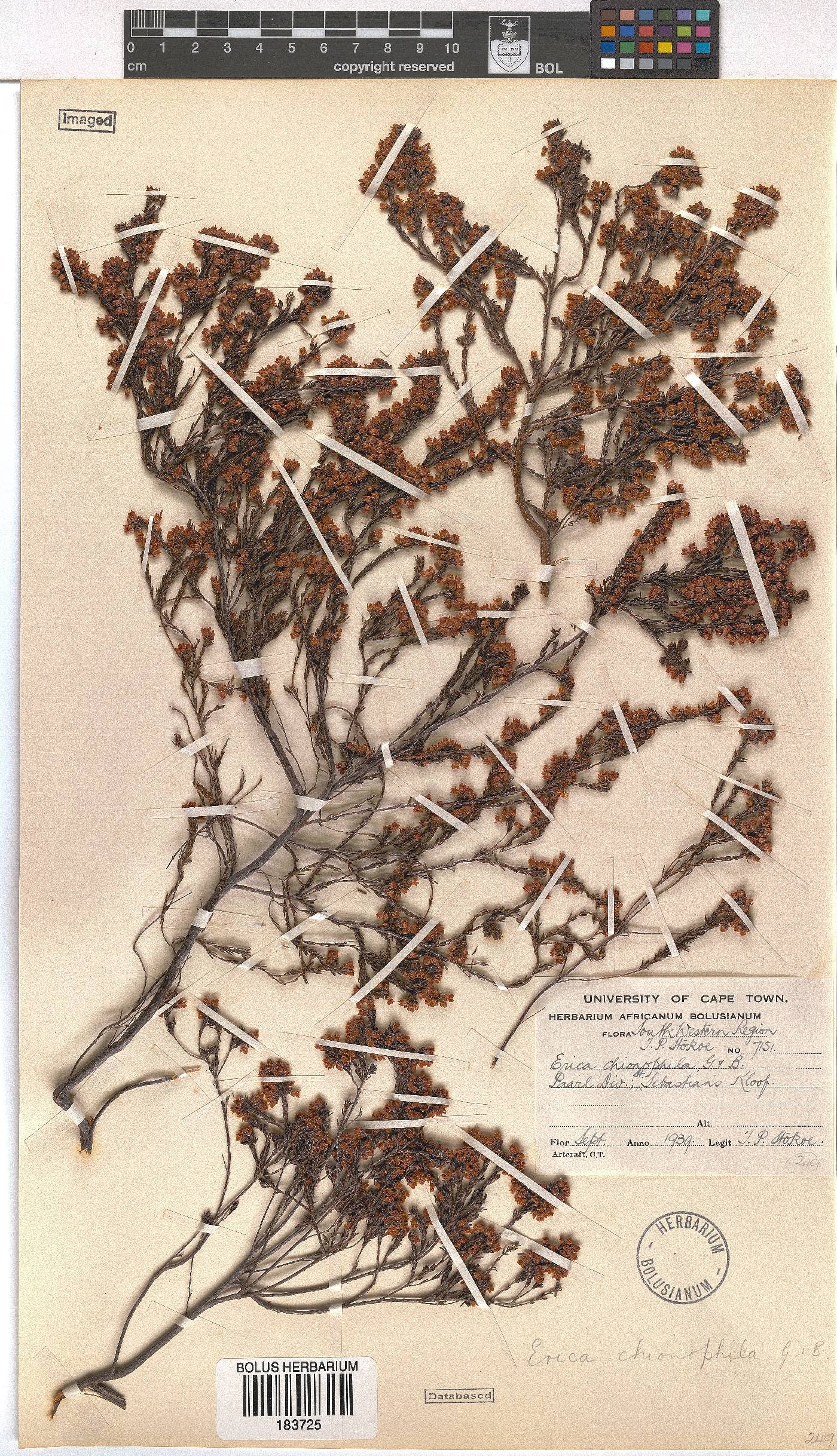 Erica chionophila image