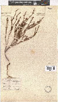 Erica chionophila image