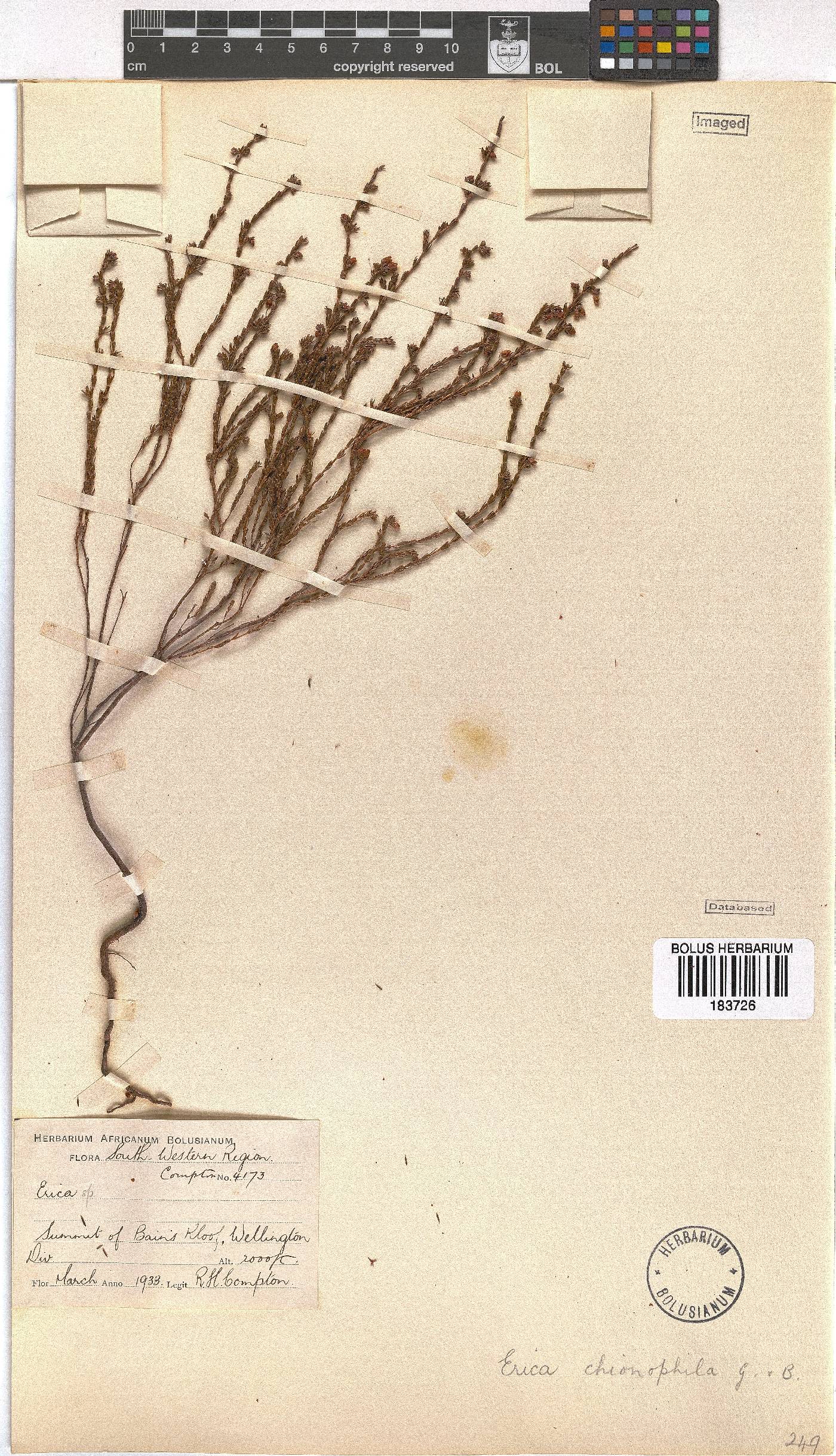 Erica chionophila image