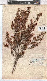 Erica quadrangularis image