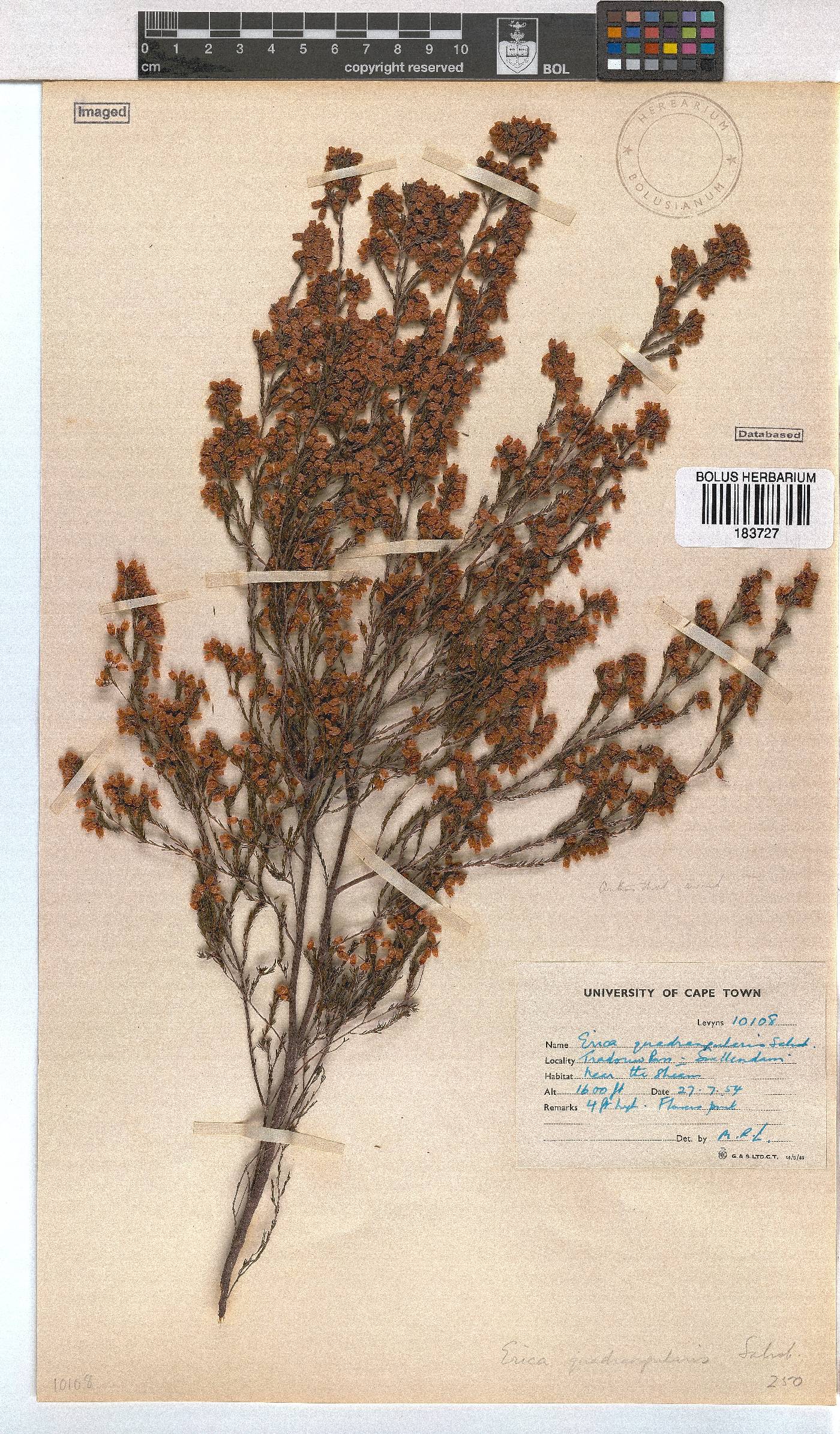 Erica quadrangularis image